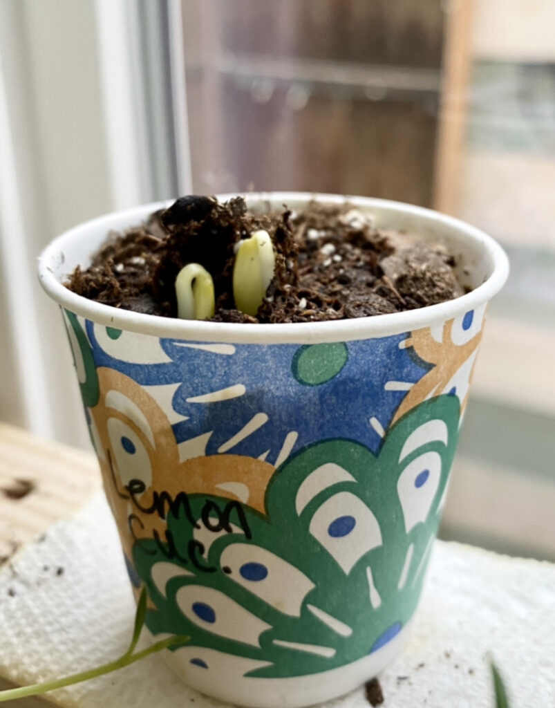 seedlings sprouting in a dixie cup